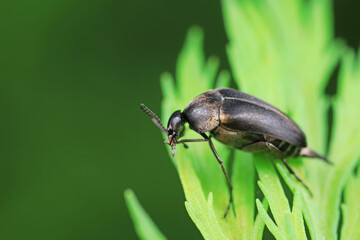 Coleoptera flower fleas crawling on weeds
