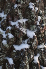A close up of a snow covered tree