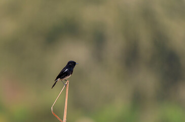 The pied bush chat Saxicola caprata is a small passerine bird found ranging from West Asia and...