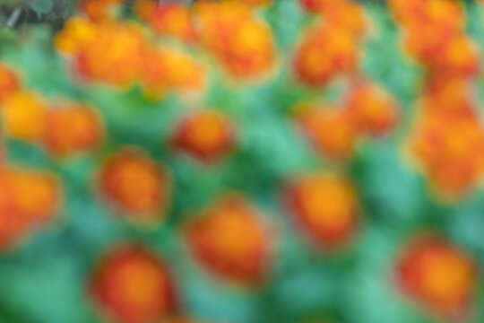 blurred flowers in a field on a beautiful nature background.Happy new day concept: