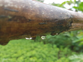 water drops on a tree