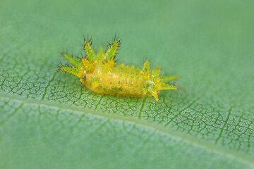 The larvae of moths are covered with bristles and look terrible