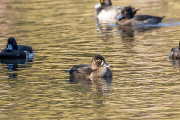 クビワキンクロ