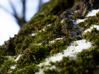 moss