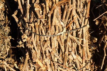 bundle of vine shoots to burn in barbecue