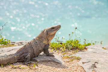 Iguana on the Caribbean Sea. Ancient Mayan city in Mexico. Ruins of Tulum, Yucatan