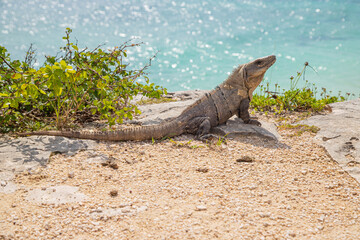 Iguana on the Caribbean Sea. Ancient Mayan city in Mexico. Ruins of Tulum, Yucatan
