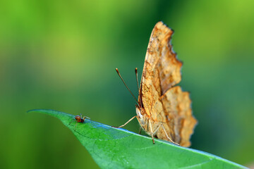 Lepidoptera insect on wild plants, North China
