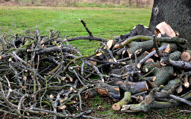 pile of wood and branches from a felling tree. load on a cart to and take to the incinerator at the...