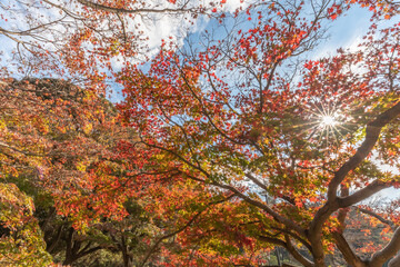 日本の秋の風景