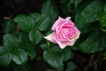 One big single pink rose, top view: place for text, greeting spring or summer background for Valentine's day, international women's day or mother's day