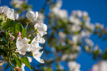Beautiful branch flowers of an apple tree blooms in sun on a spring day, close up, macro. Spring background with white blossom on  blue sky with space for text