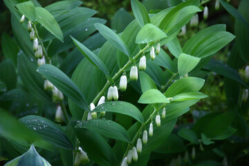 Fragment of a shady garden. The blossoming рolygonatum after a rain. On flowers and leaves of a drop of water.