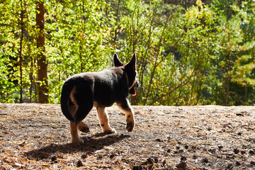 Small German shepherd puppy in a forest in a day. Baby animal walks on nature