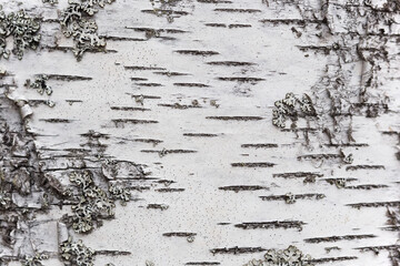 Birch bark, natural background. Close-up photo.