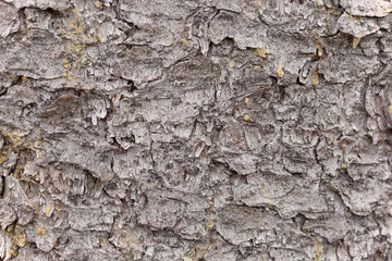 Spruce tree bark with pieces of resin, natural background. Close-up photo.