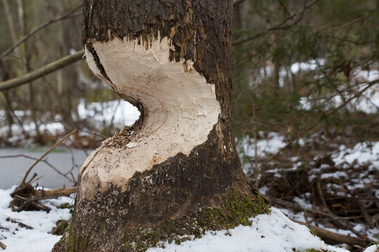 The tree that the beaver gnawed. Close-up photo.