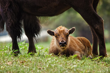 Buffalo calf lying down under mother's protection in the pasture © leekris