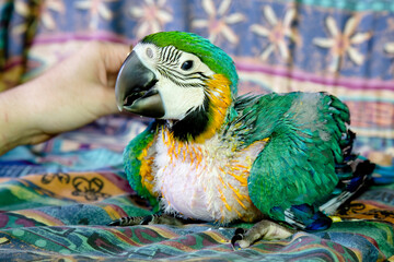 Baby Blue and Gold Macaw sitting on colourful couch being petted by its carer