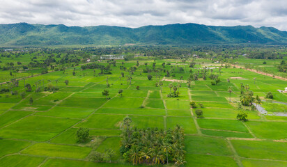 Aerial drone photo showing severe drought conditions affecting the rice field . 