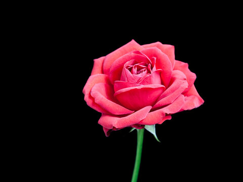 Beautiful pink rose isolated on black background	