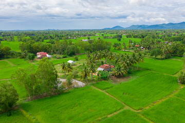 Aerial drone photo showing severe drought conditions affecting the rice field . 