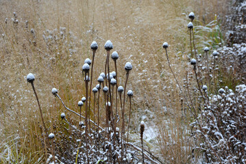 perennial beds with ornamental flowers and grasses. lightly covered with a layer of fresh snow. the...