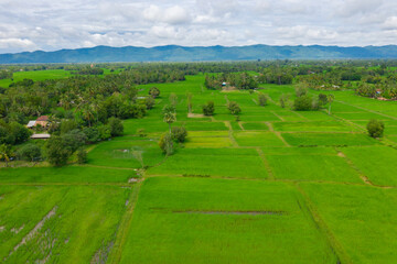 Fototapeta na wymiar Aerial drone photo showing severe drought conditions affecting the rice field . 