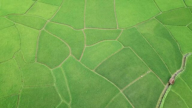 Top view Terraced rice field at Mae Cham Chiangmai Northern Thailand