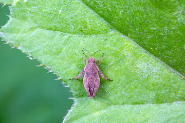 Grasshoppers live on wild plants, North China