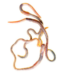 Obraz premium Earthworms isolated on a white
