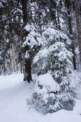small Christmas tree covered with snow in the winter forest