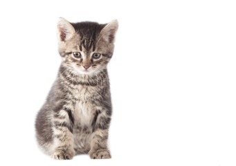 Obraz premium Kitten portrait isolated on a white background.