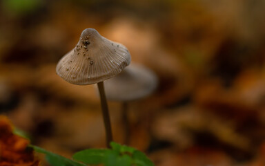 Mushroom in the forest in autumn