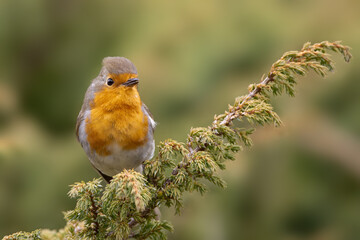 European robin (Erithacus rubecula) perched on a branch