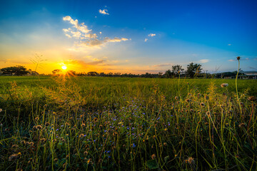Beautiful Clump of grass wild flower a warm light and green field cornfield or corn in Asia country agriculture harvest with sunset sky background.