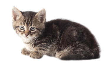 Obraz premium Kitten portrait isolated on a white background.