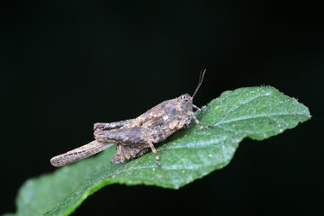 Grasshoppers live on wild plants, North China