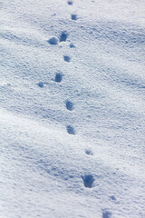 Dog footprints in the snow.