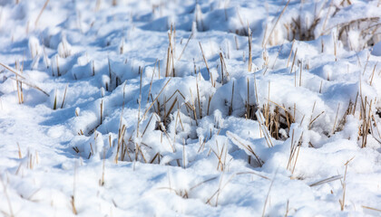 Snow on dry grass. Nature