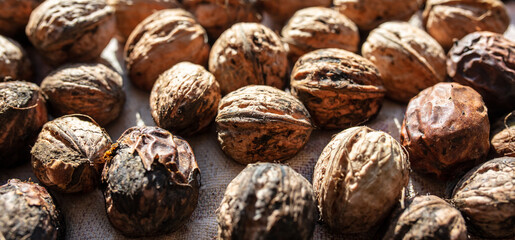 Walnut as background. Harvest from  garden