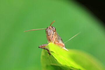 Grasshoppers live on wild plants, North China