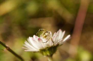 Nahansicht einer gehöckerten Krabbenspinne