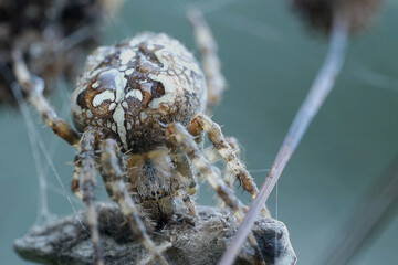 Nahansicht einer Kreuzspinne