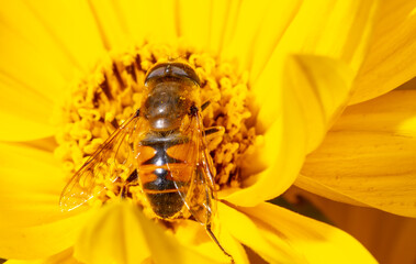 Close-up of a bee on a yellow flower.
