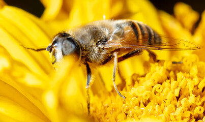 Close up portrait of a bee on a yellow flower.