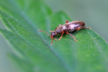 Formiform beetle on wild plants, North China