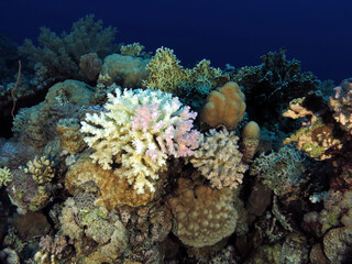 Fototapeta na wymiar Partially bleached Pocillopora coral in the central Red Sea