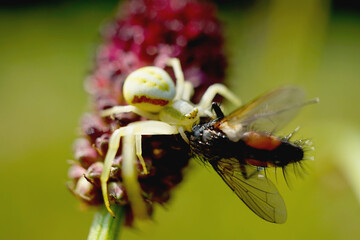 Veränderliche Krabbenspinne mit einer gefangenen Fliege