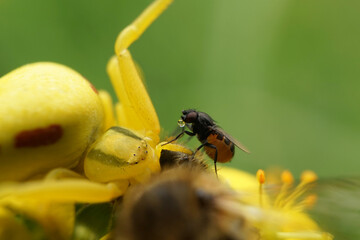 Kleine Fliege sitzt auf einer veränderlichen Krabbenspinne